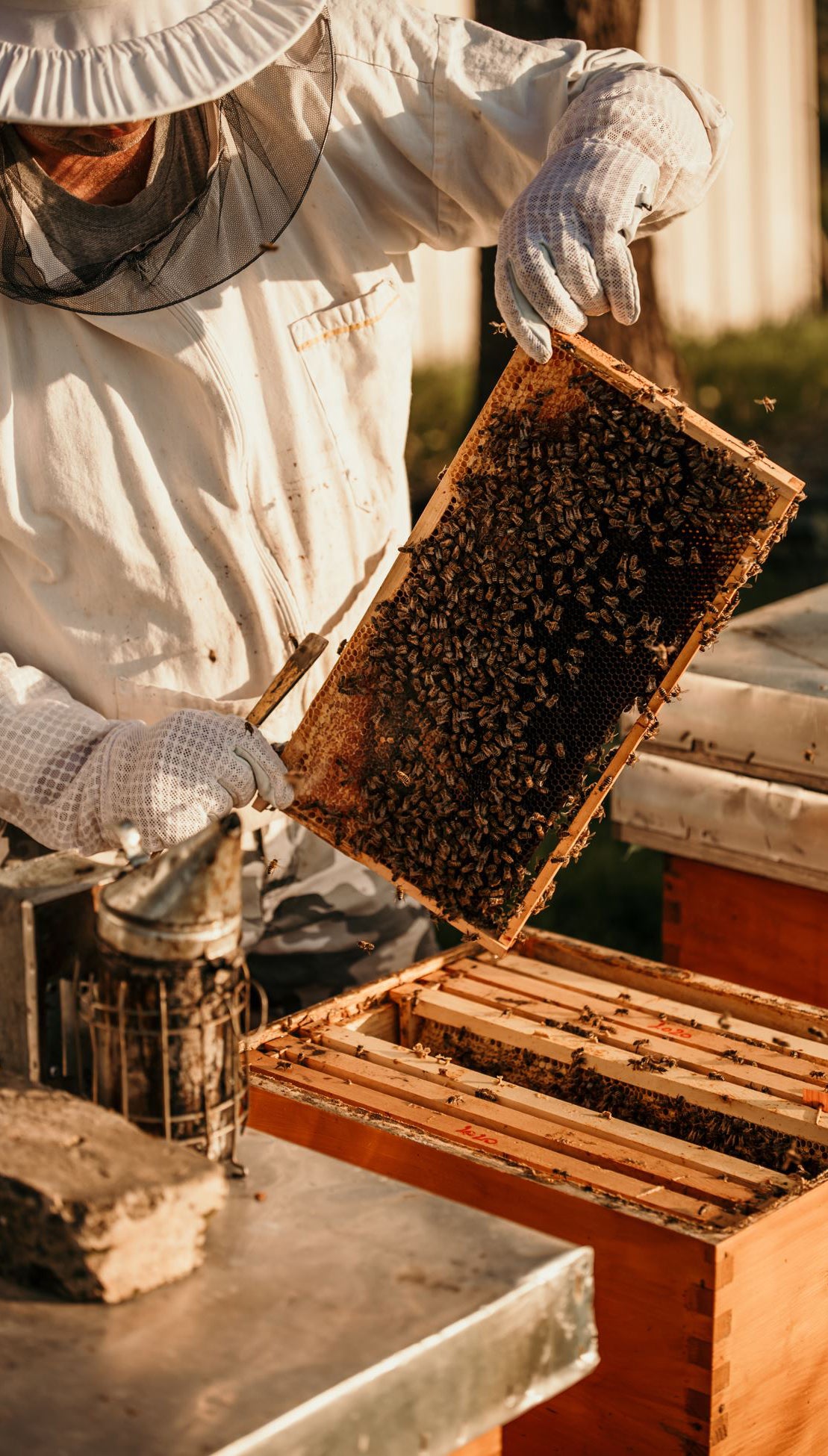 Honey