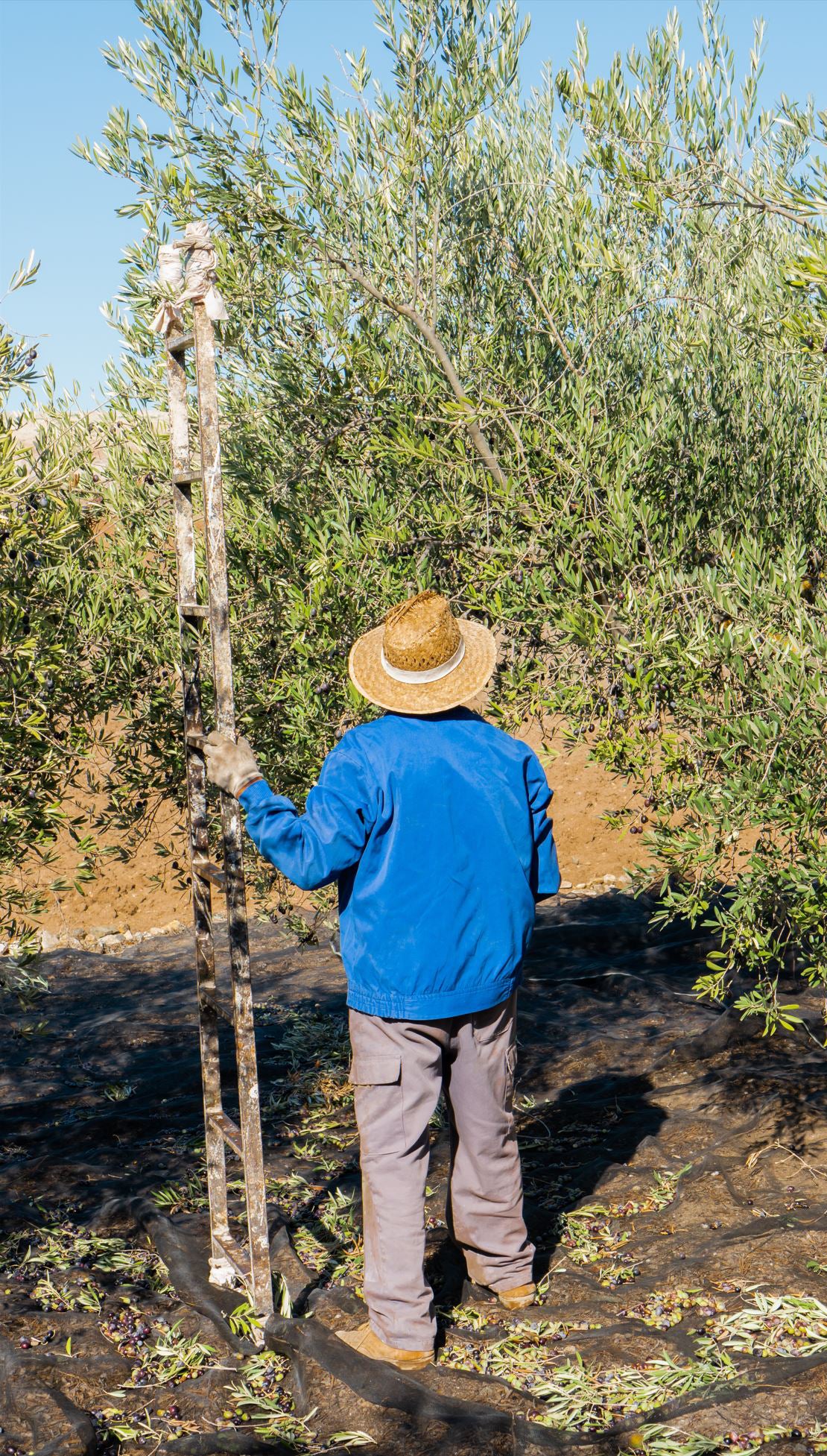 Olive Oil