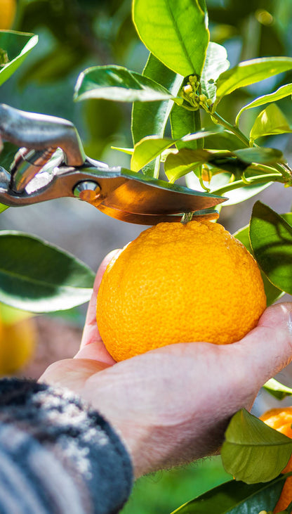 Oranges