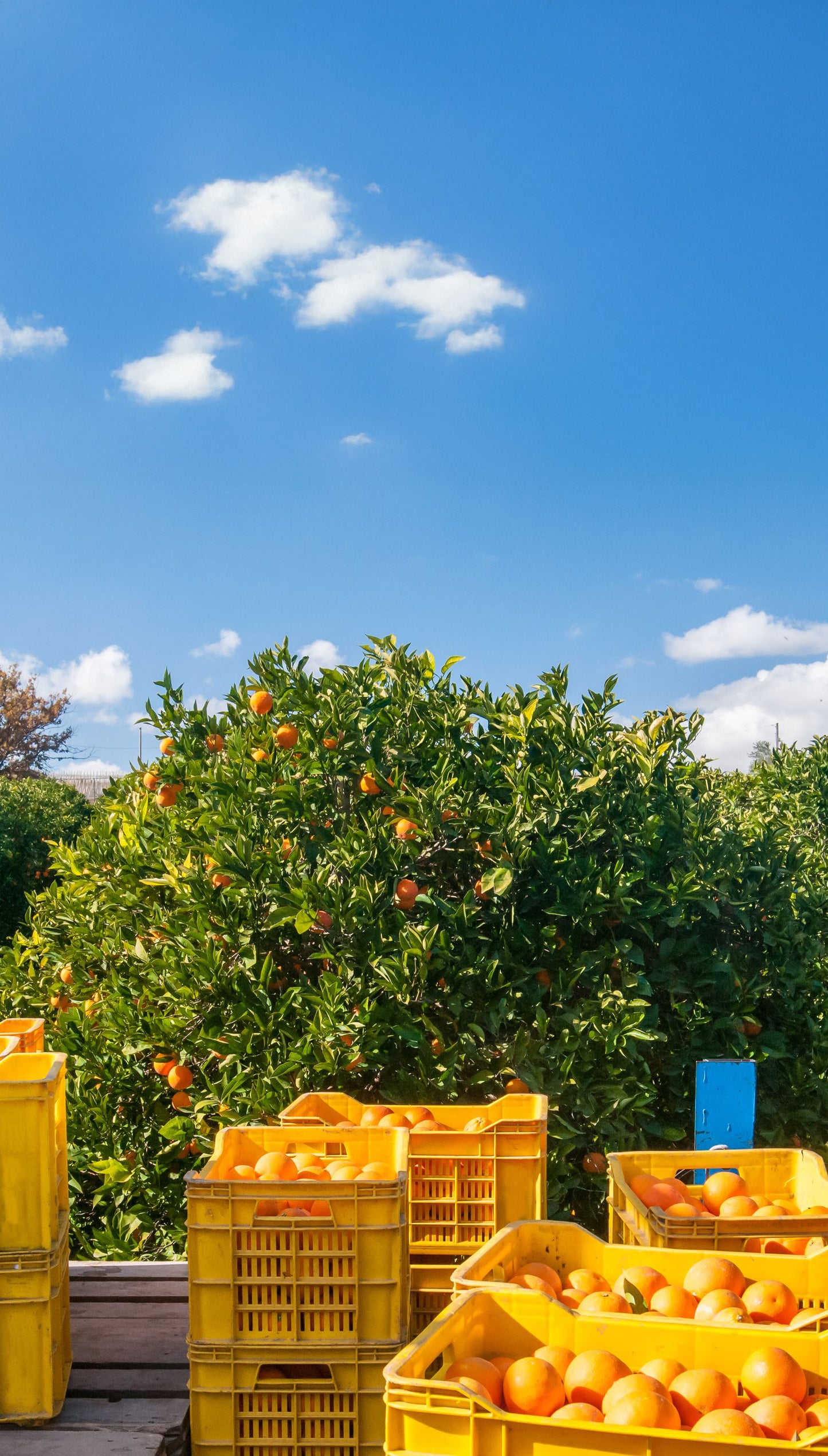 Oranges